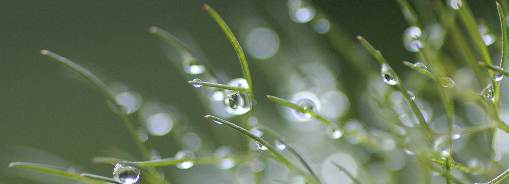 Vattendroppar på grässtrå