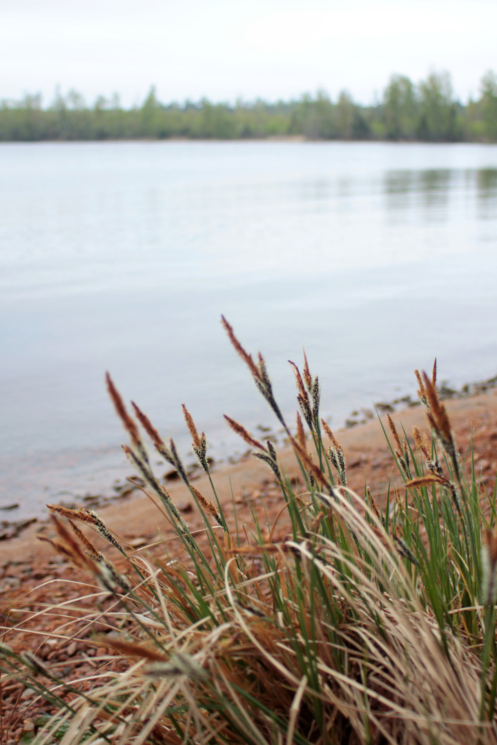 Sandig strandkant med vass i förgrunden