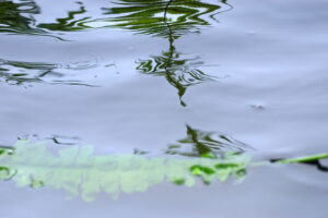 Löv flyter på vattenytan