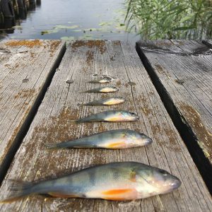 Abborrar på rad i storleksordning